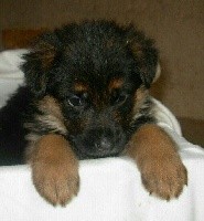Nayla