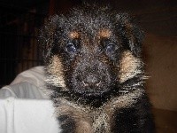 Nando
