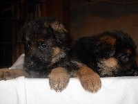 Nushi